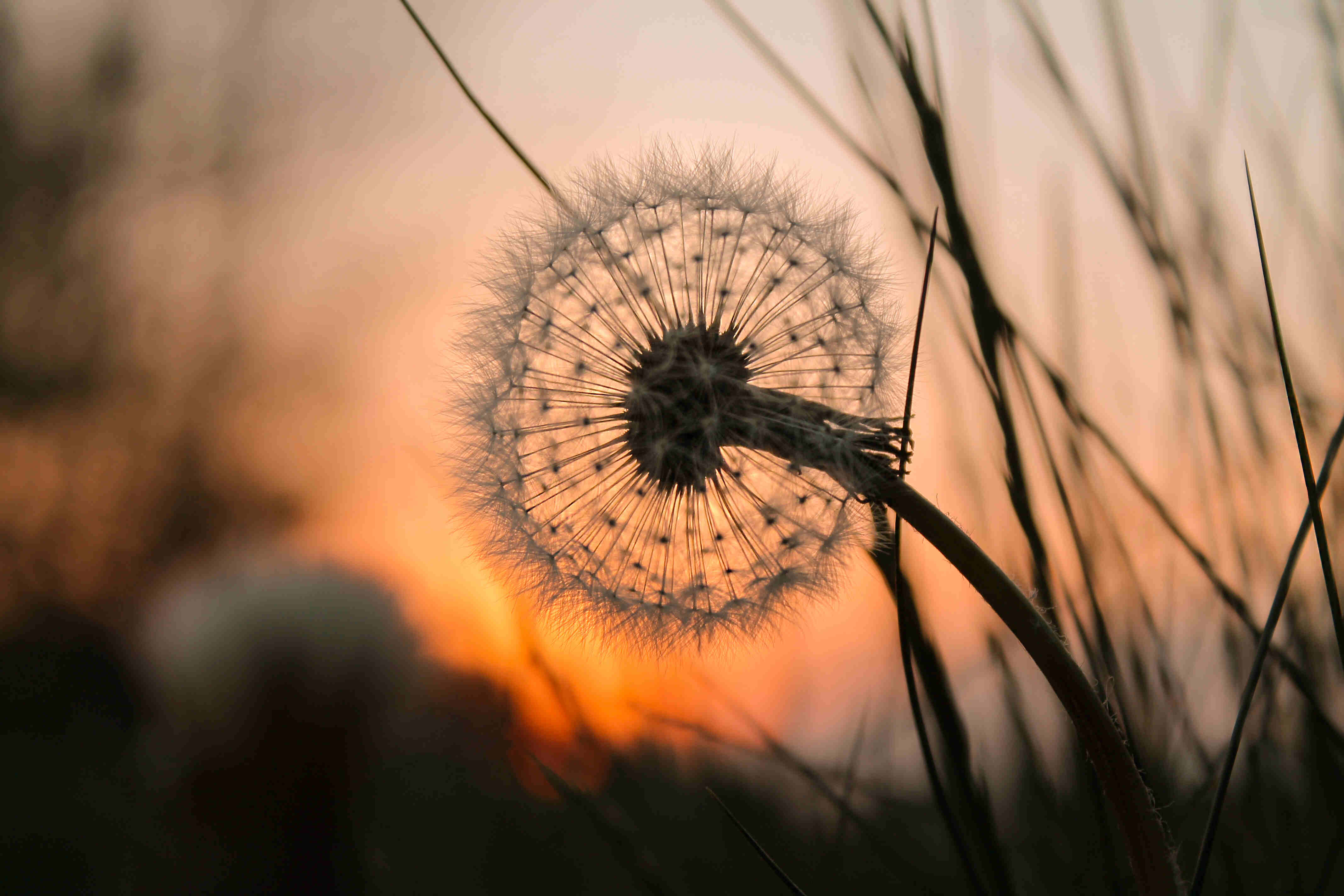 Eine Pusteblume in einem Feld in Nahaufnahme, im Hintergrund geht die Sonne hinter, der Himmel strahlt rot-orange