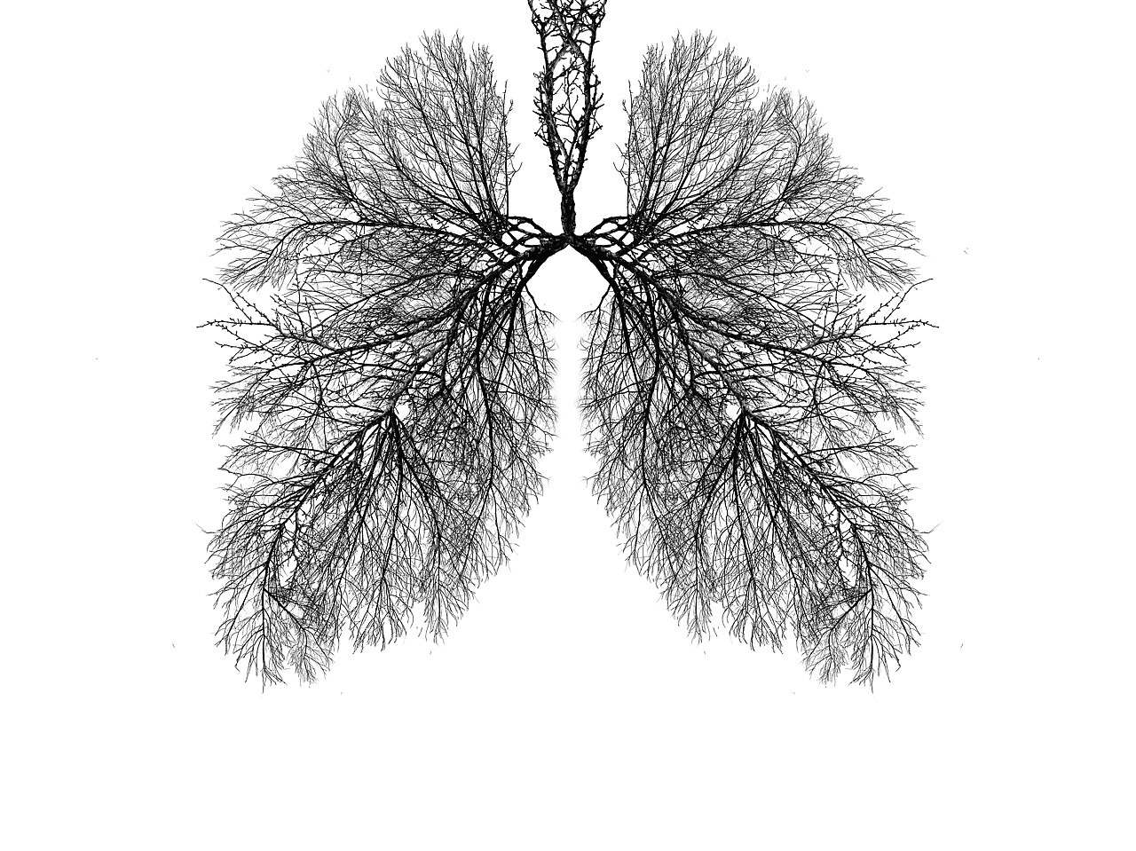 Es handelt sich um eine schwarz-weiße Illustration, die einen Baum bzw. Äste in Form einer Lunge zeigt.