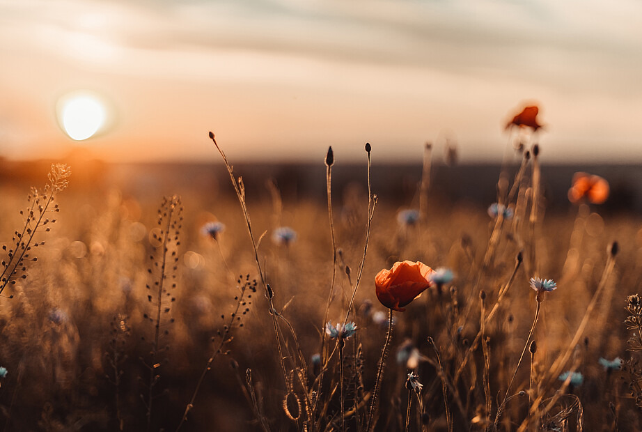 Zu sehen ist ein blühendes Kornfeld im Sommer, im Hintergrund geht die Sonne unter.