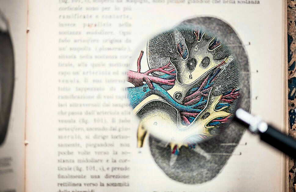 Die Geschichte Der Organ Und Gewebetransplantation