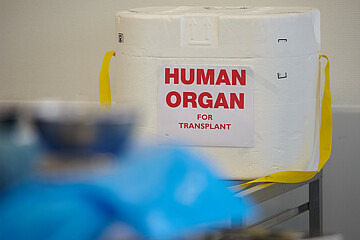 Eine Transportbox für Spenderorgane. Die Box ist weiß, sie besteht aus Styropor. Darauf klebt ein Schild, auf dem auf „Human Organ for Transplant" steht. Das bedeutet auf Deutsch „menschliches Organ für eine Transplantation".