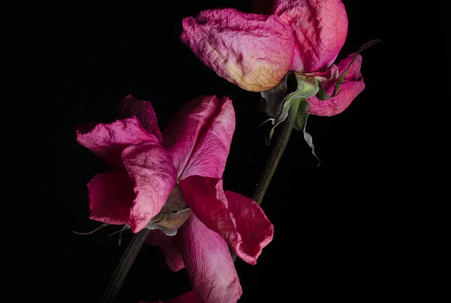 Zu sehen sind zwei pinke Blüten auf schwarzem Hintergrund, die verwelken.