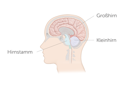 Man sieht die Seitenansicht des menschlichen Gehirns mit Unterteilung in die drei Hauptbereiche Hirnstamm, Großhirn und Kleinhirn.