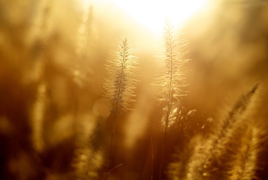 Zu sehen ist eine Nahaufnahme von beigen Gräsern auf einem Feld. Zwei Gräser sind scharf, während alles um sie herum unscharf gestellt ist. Am oberen Rand scheint die Sonne ins Bild.