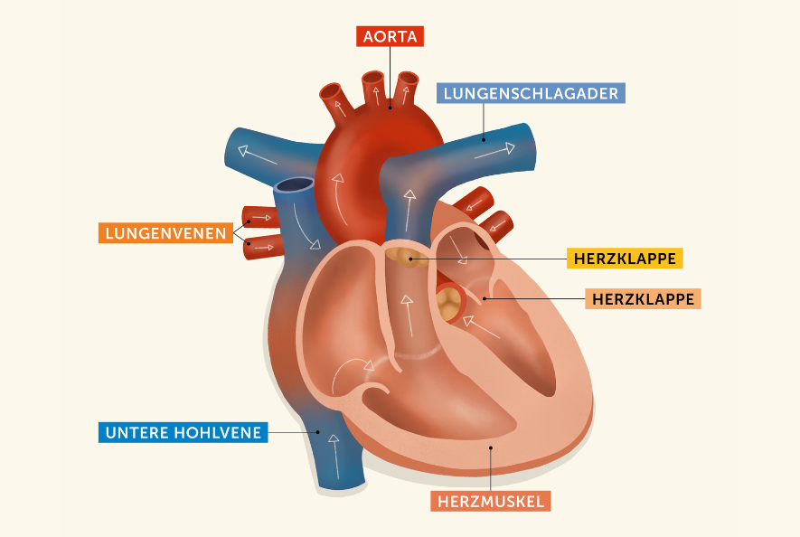 Eine grafische Darstellung des Herzens und seiner verschiedenen Bestandteile wie Aorta, Lungenschlagader, Herzklappen, Herzmuskel, untere Hohlvene und Lungenvenen. Sie sind entsprechend beschriftet.